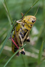 Insekten am Nauderer Höhenweg