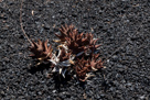 Jardin de Cactus